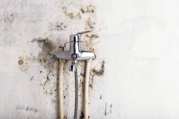 Best Preventive Mold Services in Blackfoot, ID