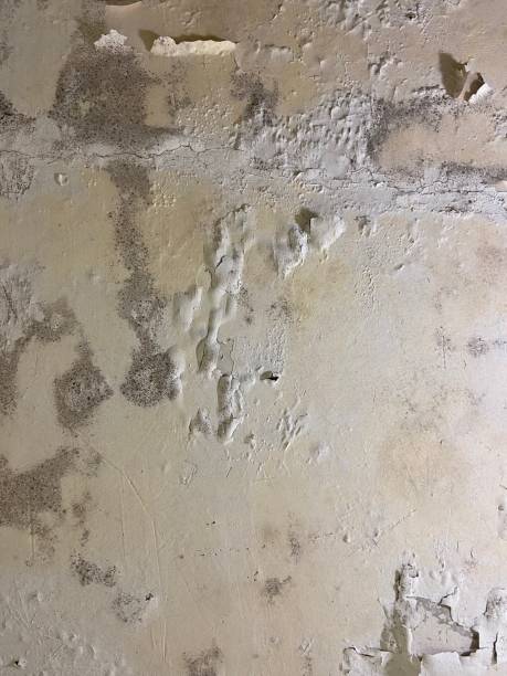 Best Attic Mold Remediation in Blackfoot, ID